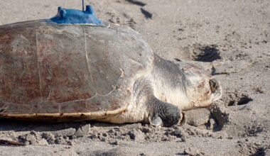 China claims 'spy sea turtles' are studying its coastline
