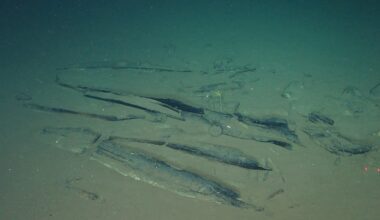 Scientists discover where whales go to die