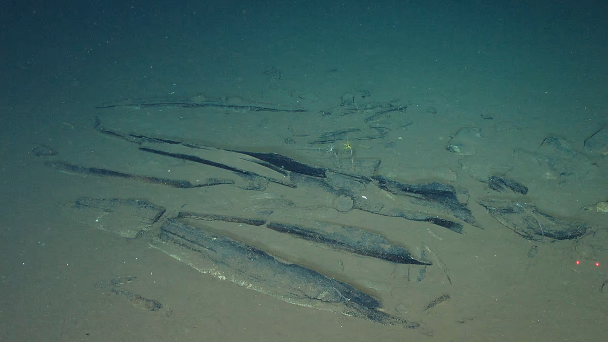 Scientists discover where whales go to die