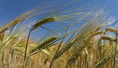 Regenerative farms lost three times less yield in France's droughts. Here's why
