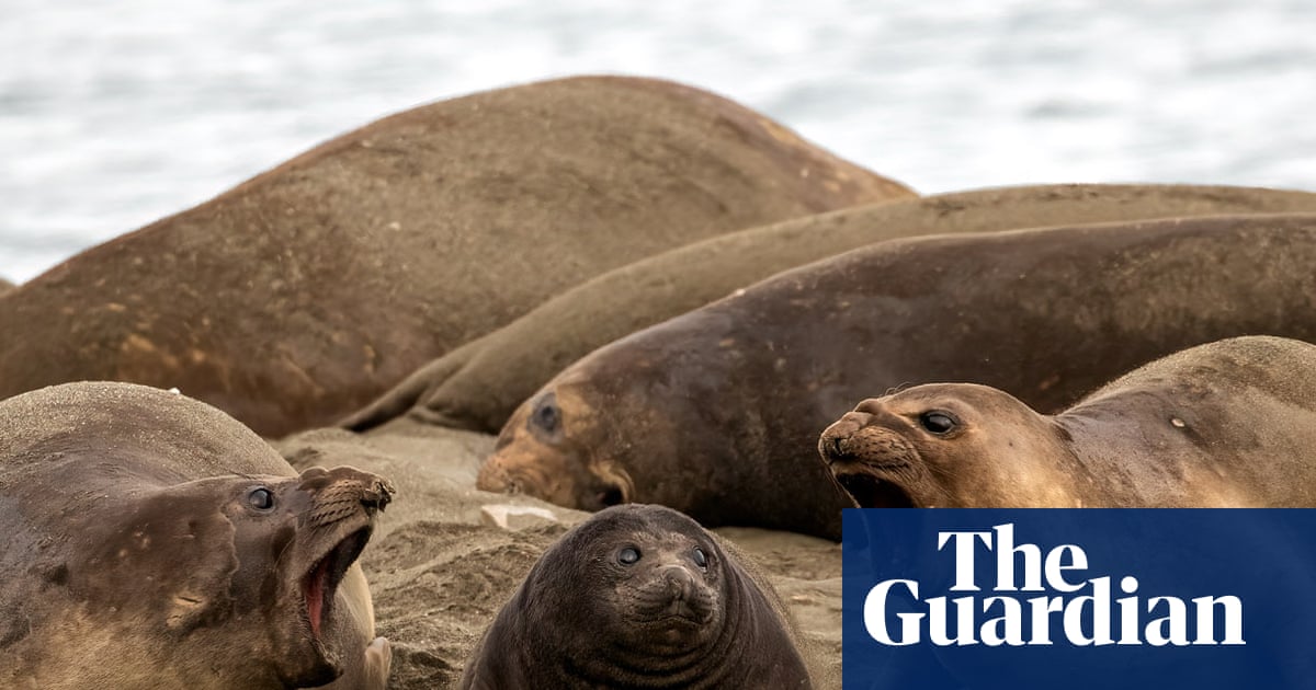 Levitating penguins and predatory ants: Australian Geographic nature photographer of the year 2026 shortlist – in pictures | Photography
