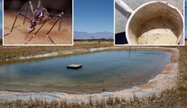 West Nile virus detected in Southern California city