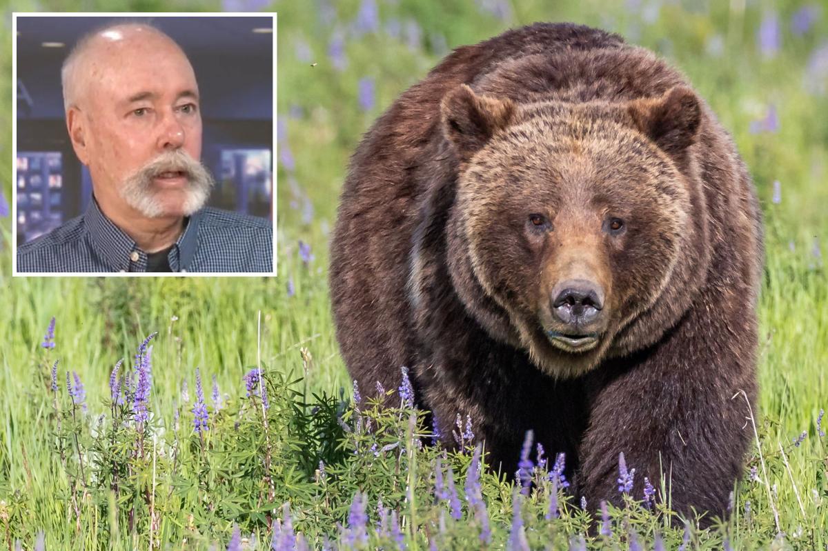 Mass grizzly bear reintroduction in California moves step closer