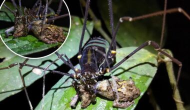 Daddy longlegs spiders captured eating small frogs