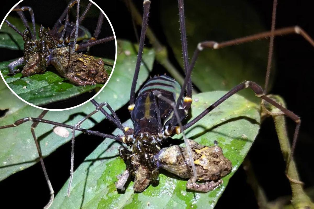 Daddy longlegs spiders captured eating small frogs