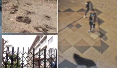 First-ever bear sighting in Japanese city triggers suspensions at 94 schools