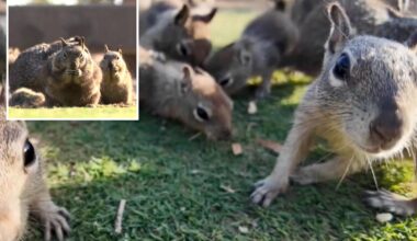Santa Monica scrambling to slow squirrel population as Palisades Park overrun