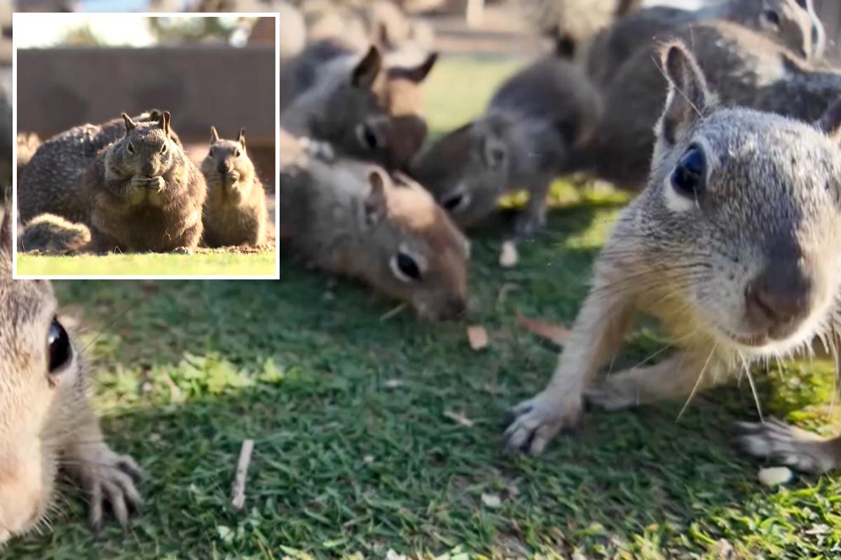 Santa Monica scrambling to slow squirrel population as Palisades Park overrun