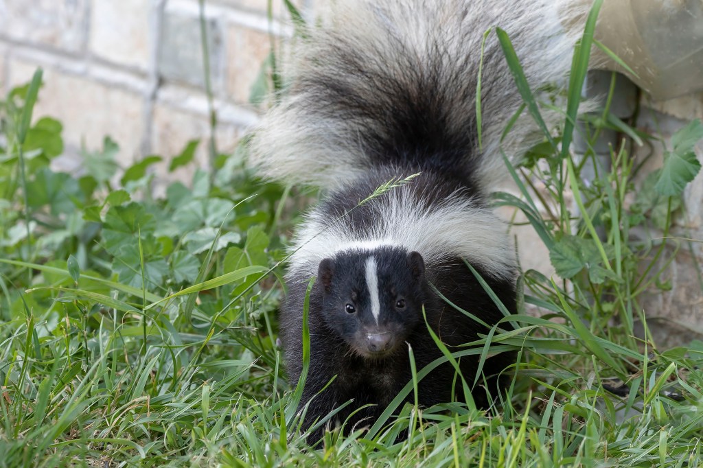 Placing bits of the fresh-smelling Irish Spring soap around a home's perimeter is often touted online as a way to repel skunks — but experts say there's little evidence the method works.