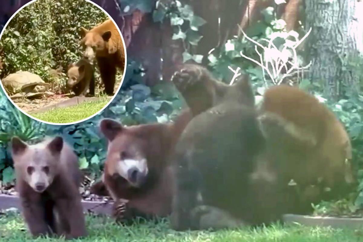 Bear and cubs spotted 'wrestling' in LA garden