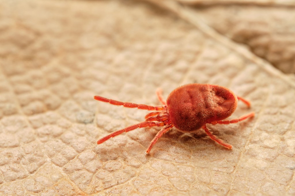 Harvest mite (Trombicula autumnalis) on a brown leaf.