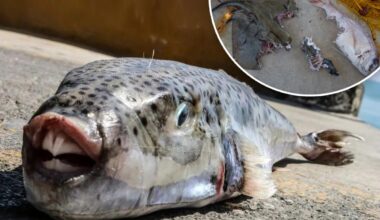 Toxic pufferfish chomping nets, fingers in the Mediterranean