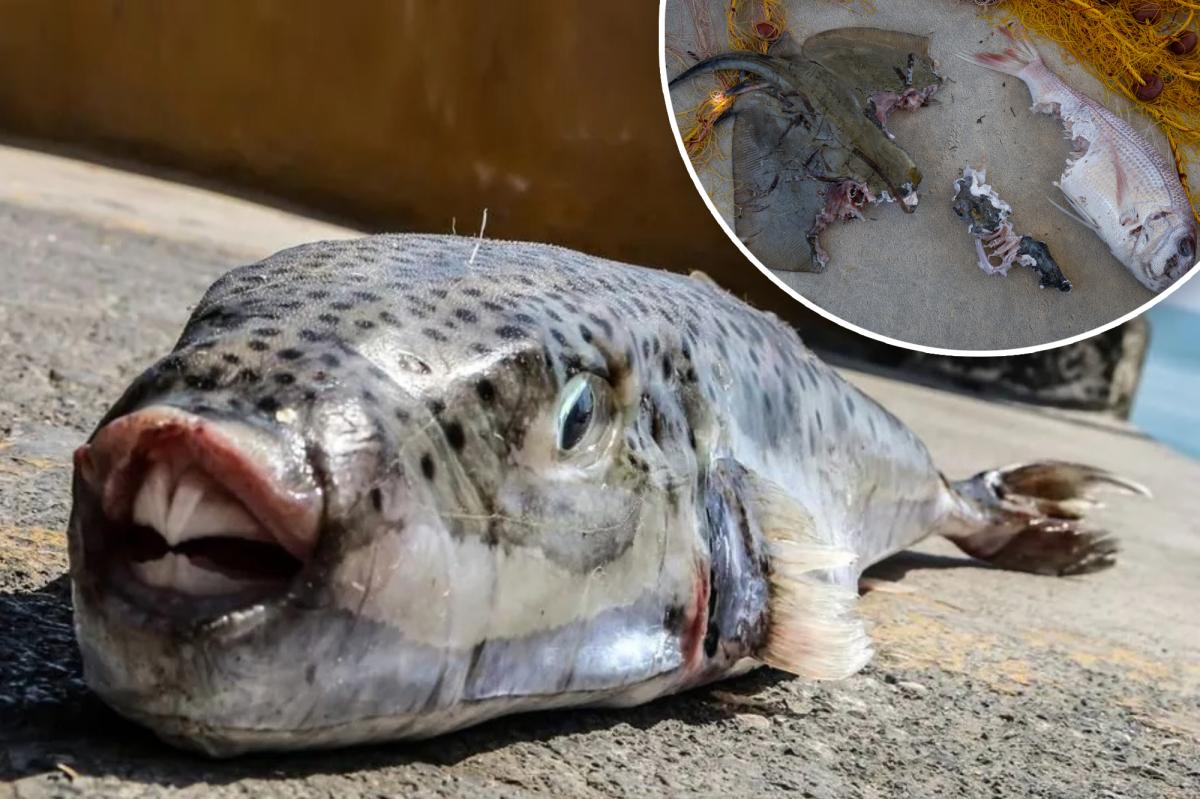 Toxic pufferfish chomping nets, fingers in the Mediterranean