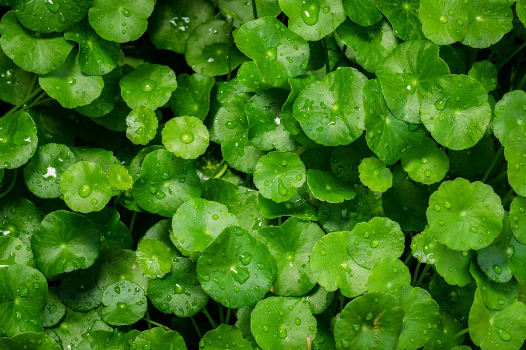 Fresh Centella asiatica leaves with water drops.