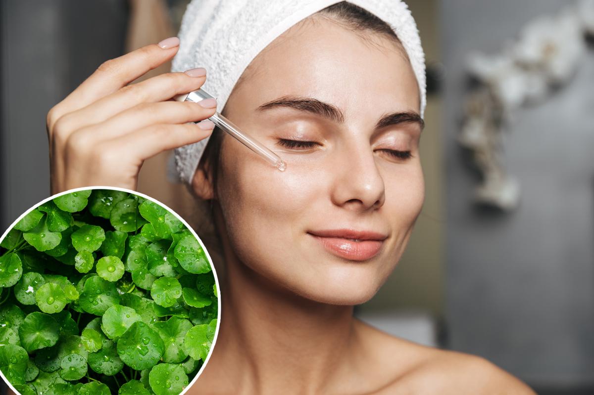 What is centella? 'Herb of longevity is Korean skincare staple