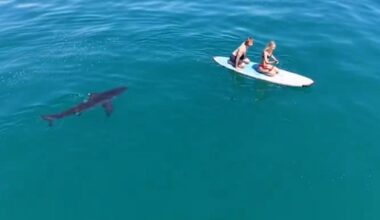 Video shows huge great white shark circling California paddleboarders