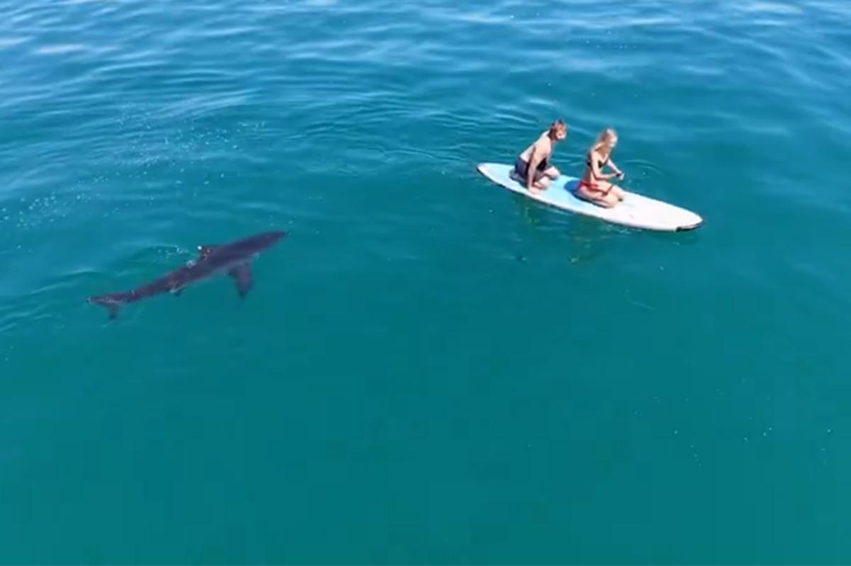 Video shows huge great white shark circling California paddleboarders