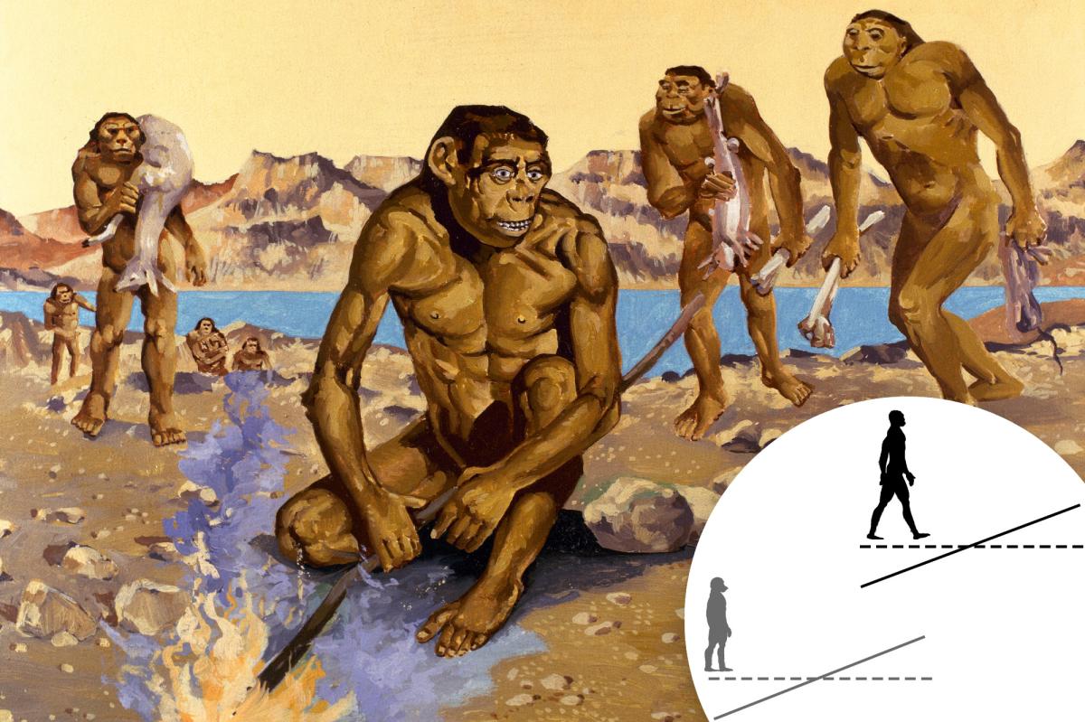 Eating meat contributed to ancestral growth spurt: study