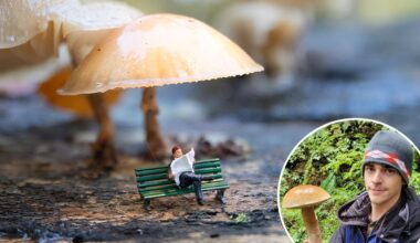 New details on magic mushroom that makes users see tiny people: