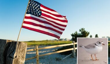 Massachusetts homeowners outraged after town warns July 4 flags threaten endangered birds