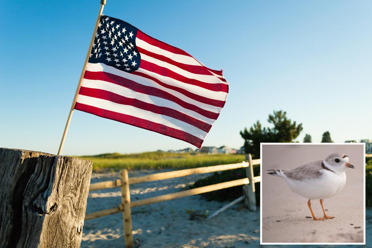 Massachusetts homeowners outraged after town warns July 4 flags threaten endangered birds