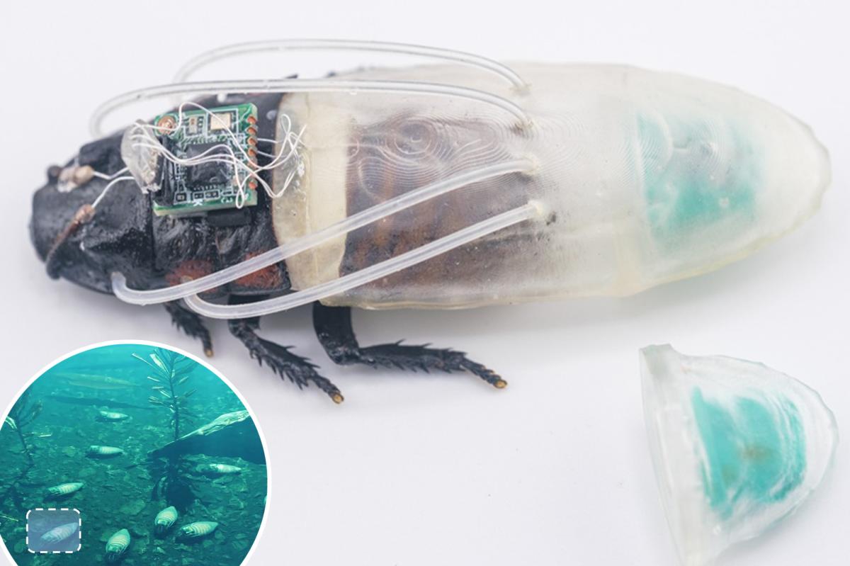 Bug scuba suits allow roaches to operate underwater: study