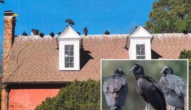 Black vultures wreak havoc across US as droppings coat homes, cars and sidewalks