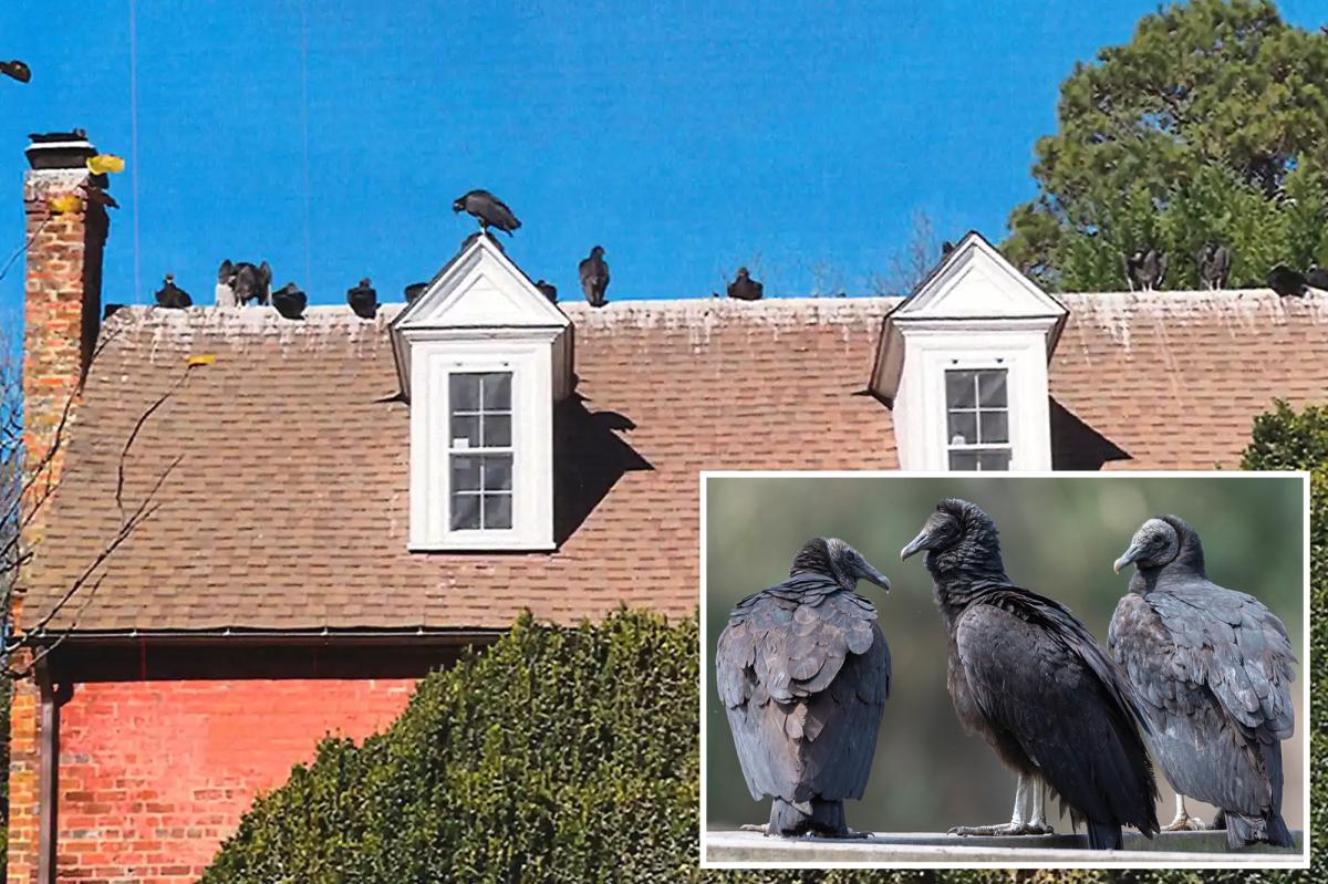 Black vultures wreak havoc across US as droppings coat homes, cars and sidewalks