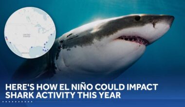 Florida, California may see more sharks this year