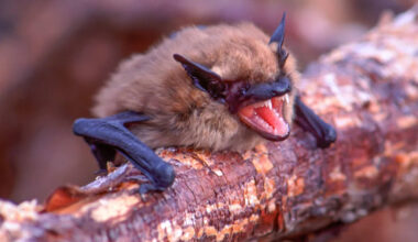 Rabid Bat Found Near Sidewalk in Residential California Area Sparks Fears of Exposure to Fatal Disease