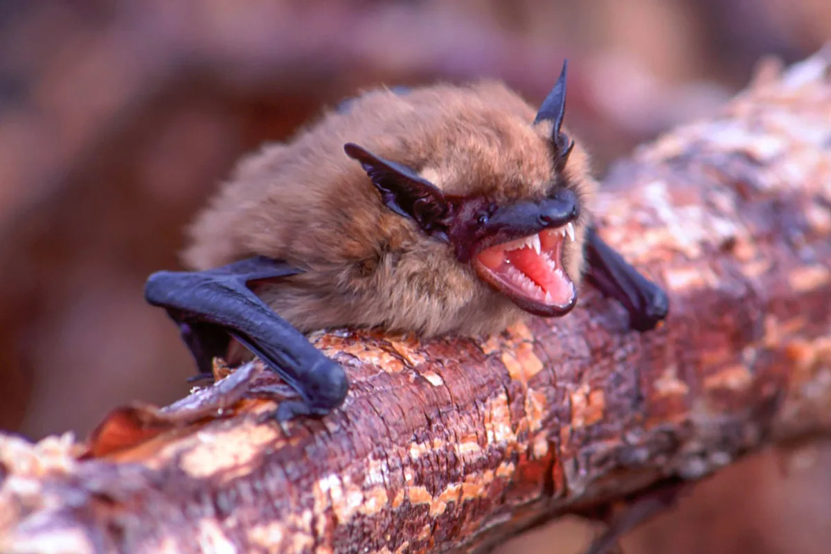 Rabid Bat Found Near Sidewalk in Residential California Area Sparks Fears of Exposure to Fatal Disease