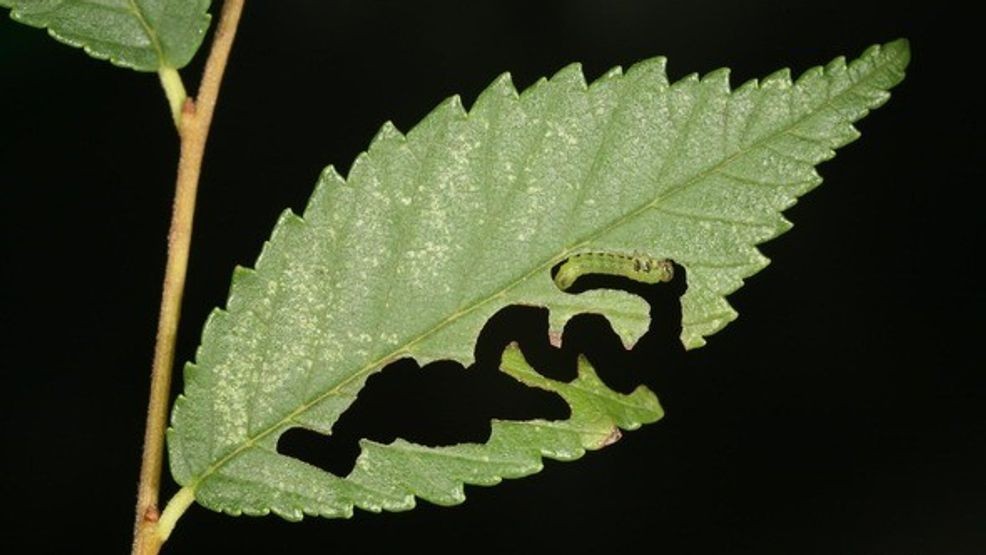 Elm zigzag sawfly larva feeding on leaf. (Gyorgy Scosa Hungary, Forest Research Institute, Bugwood.org/WWMT)