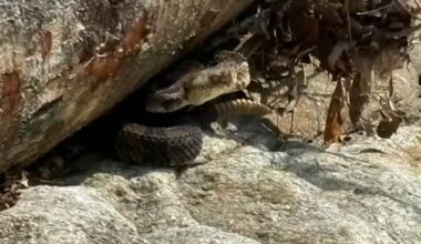 North Carolina has highest venomous snakebite rate in US, report shows