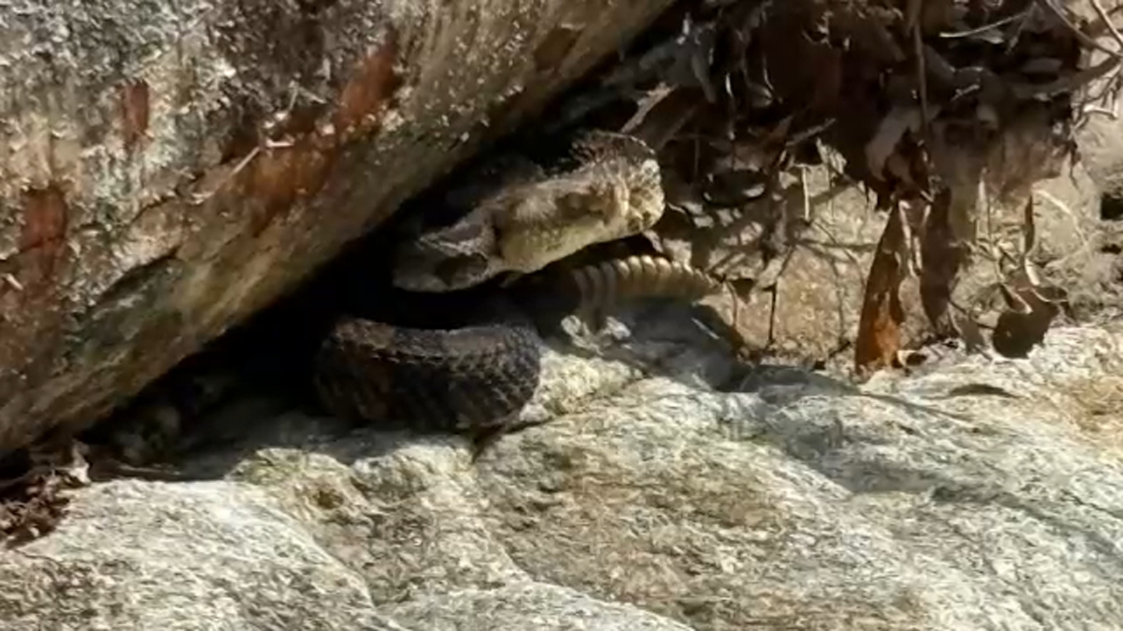 North Carolina has highest venomous snakebite rate in US, report shows