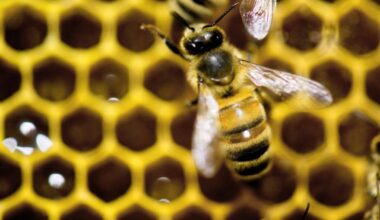 To Make a Queen, There's a Special Kind of Worker Bee