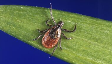 Rare Lyme Disease Strain Is Detected in a New State