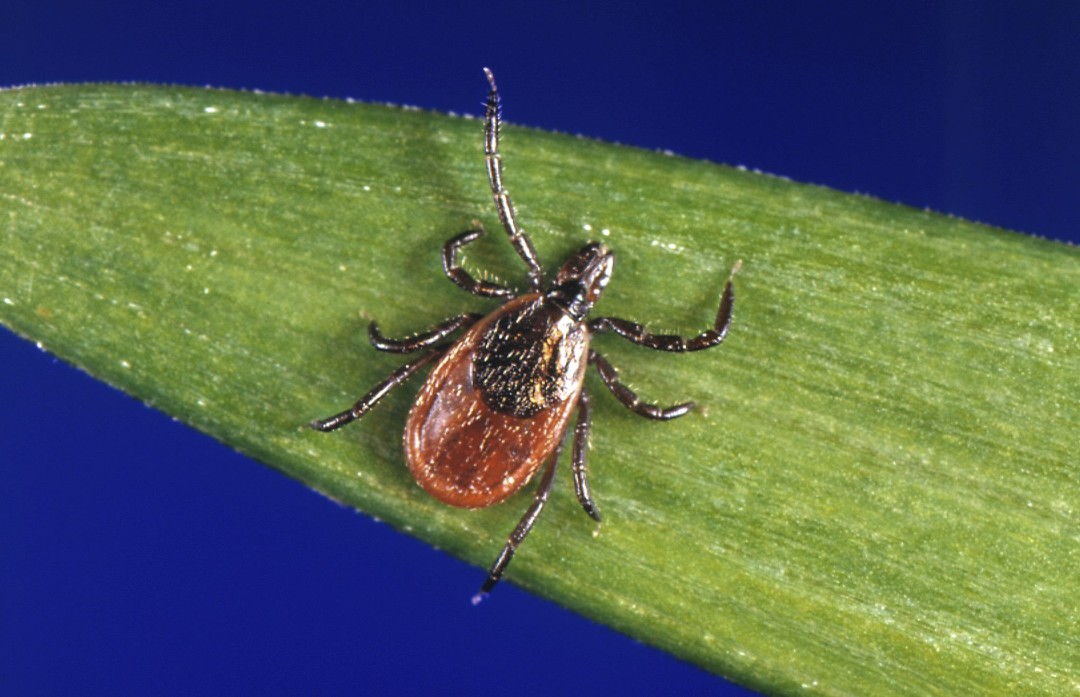 Rare Lyme Disease Strain Is Detected in a New State