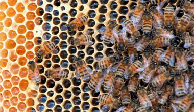 Vaccines for Bees, Shrimp Could Mark a 'Paradigm Shift'