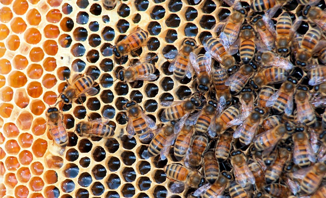 Vaccines for Bees, Shrimp Could Mark a 'Paradigm Shift'