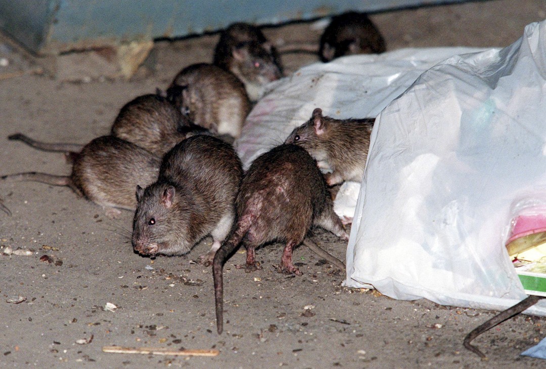 Californian Contracts Fatal Disease 'Breeding Wild Rats'