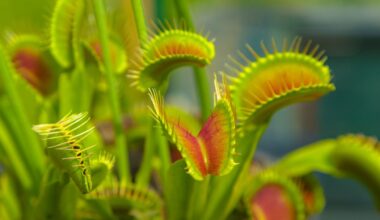 Scientists Crack the Secret of Venus Flytrap's Speed