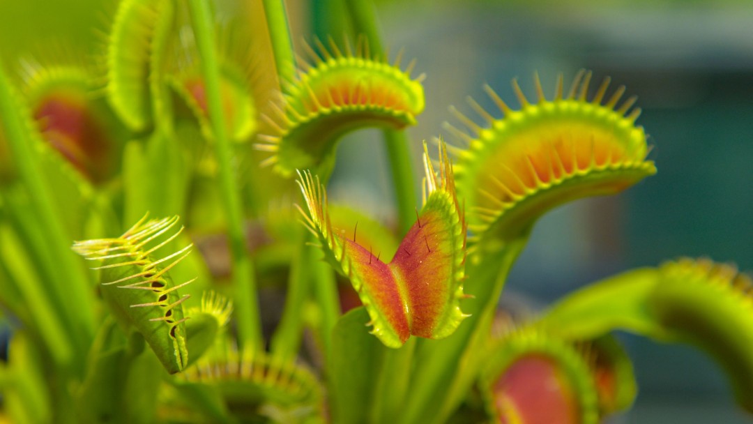 Scientists Crack the Secret of Venus Flytrap's Speed