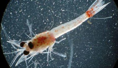 Invasive Bloody Red Shrimp Found in Biggest Great Lake
