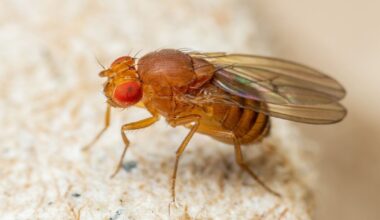 Scientists Describe 'Incredible' Movements of Fruit Fly Sperm
