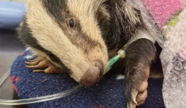 'Collapsed and freezing': Rescue center shares details of desperate fight saving badger