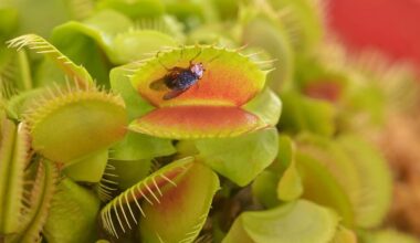 Venus flytraps snap shut by rapid cell-wall softening – Physics World