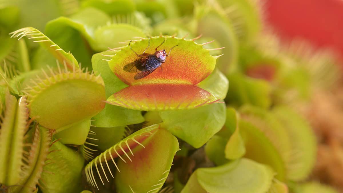 Venus flytraps snap shut by rapid cell-wall softening – Physics World