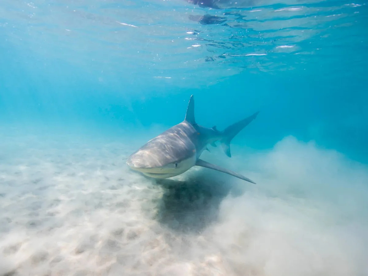 A Shark Species Nearly Wiped Out 50 Years Ago Was Just Spotted Off the New England Coast