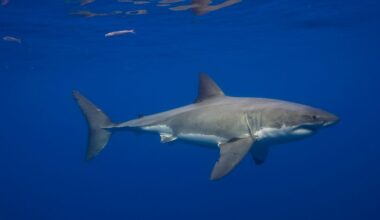 Great White Sharks Have Been in the Mediterranean Sea for Millions of Years—but Sightings Are Incredibly Rare