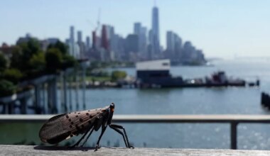 Invasive Species Spreading Across US As Warning Issued About Golden Mussel